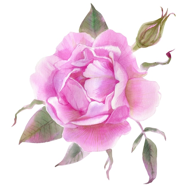 Acquerello dell'illustrazione floreale disegnata a mano del bocciolo di rosa rosa isolata su un fondo bianco