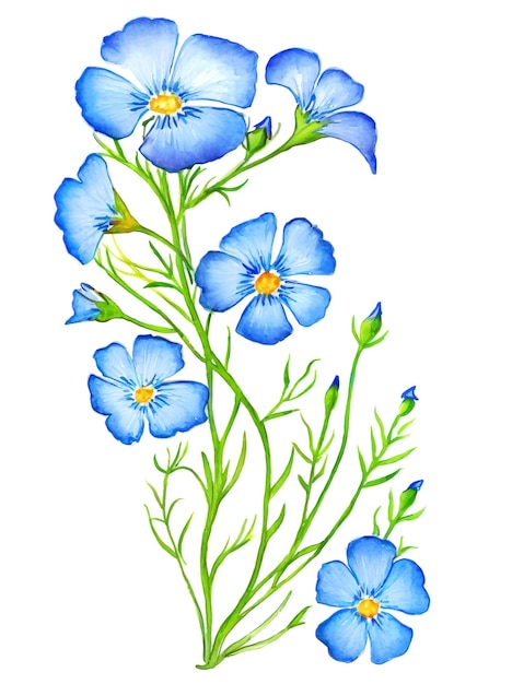 Acquerello di fiori di lino blu isolato su sfondo bianco Gener