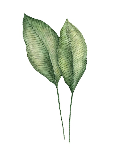 Acquerello di foglie verdi tropicali dipinto su bianco