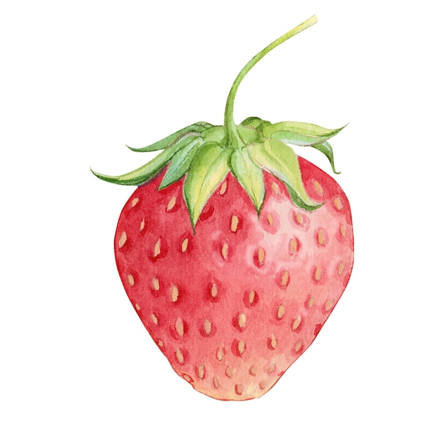 Acquerello di fragola Bagno rosso maturo su sfondo bianco Fragole di fattoria Illustrazione per la progettazione di prodotti ecologici biscotti di tè e yogurt