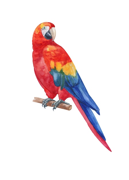 Acquerello dipinto a mano arcobaleno ara pappagallo isolato su bianco