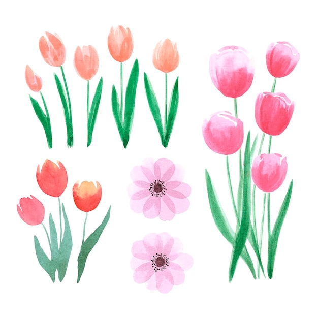 Acquerello disegnato a mano tulipani rosa e arancioni e anemone su sfondo bianco Può essere utilizzato per l'album di invito tessile per cartoline Scrapbook