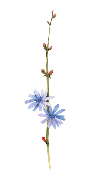 Acquerello fiori selvatici Fiore di cicoria blu isolato su sfondo bianco