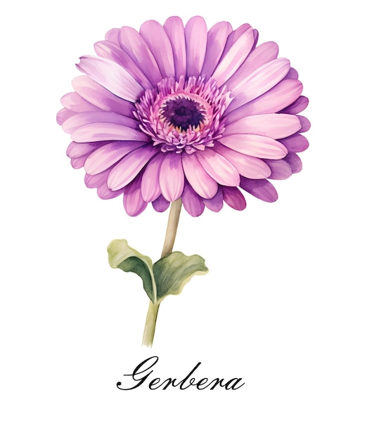 Acquerello fiorito singolo fiore di gerbera Acquerello illustrazione botanica isolata