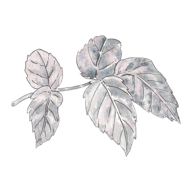 Acquerello foglie fiori rosa grigio vintage disegno a mano illustrazione in stile botanico Design artistico