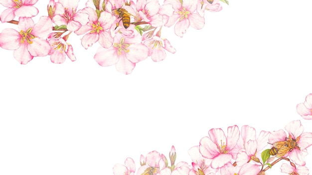 Acquerello in fiore di ciliegio