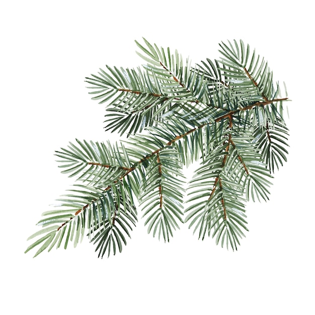 acquerello rami di conifere albero di Natale schizzo disegnato a mano di rami di abete verde pino naturale