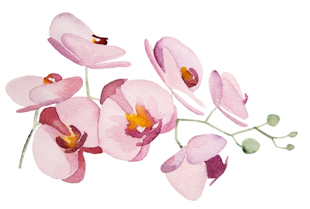 Acquerello rosa orchidee fiori tropicali illustrazioni isolate