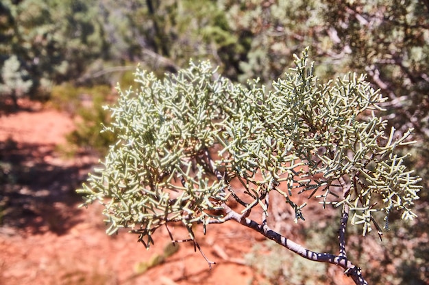 Adattamento delle piante al deserto nell'arido paesaggio dell'Arizona EyeLevel CloseUp