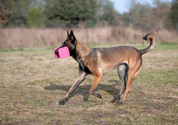 addestramento all'obbedienza con un malinois