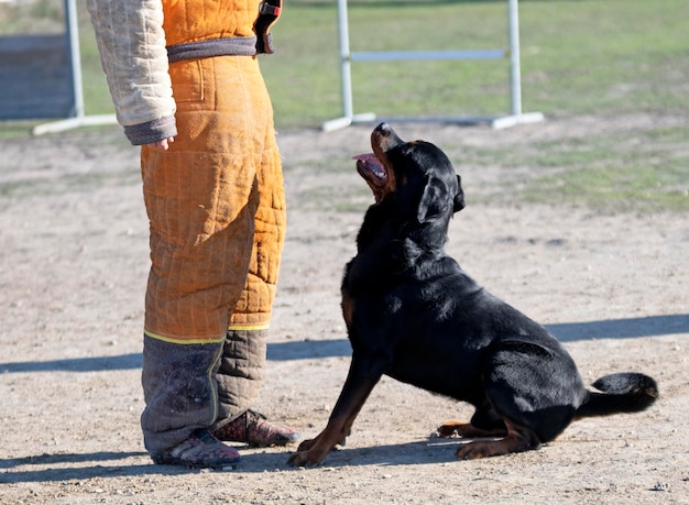 addestramento dei giovani rottweiler per la protezione, lo sport e la polizia