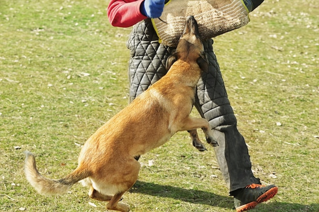 Addestramento del cane da lavoro all'aperto