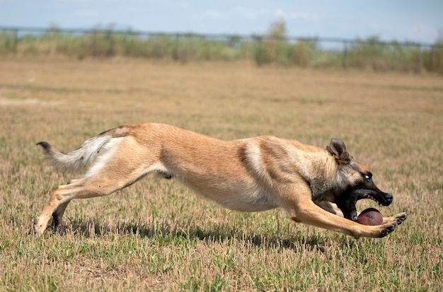 Addestramento del cane poliziotto