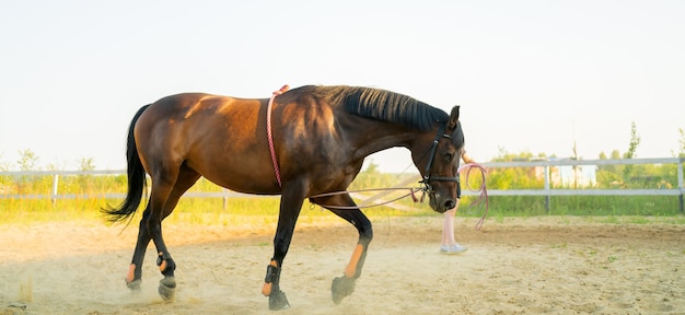 Addestramento del cavallo all'ippodromo. Camminare in cerchio.