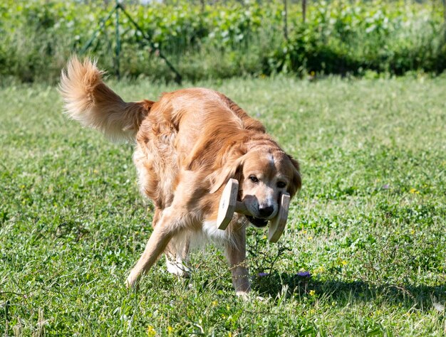 Addestramento del golden retriever