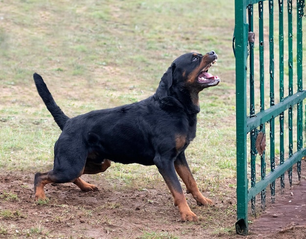 addestramento del rottweiler