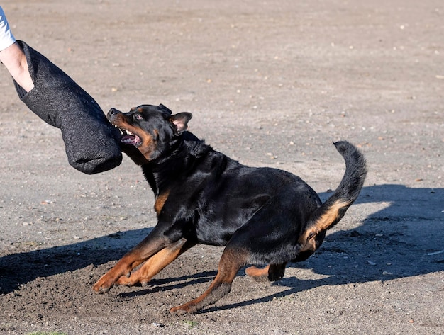 addestramento del rottweiler