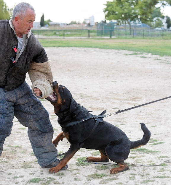 addestramento del rottweiler