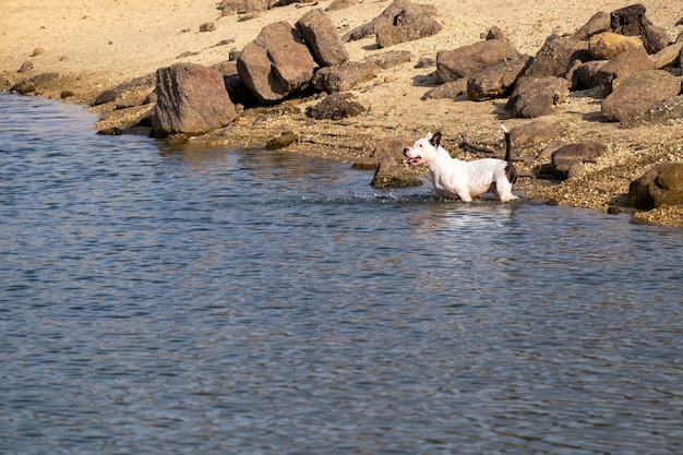 Addestramento di cani da caccia di razza pura per nuotare per la palla lanciata e portarla dall'acqua