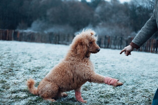 addestramento di cani di razza del barboncino standard reale