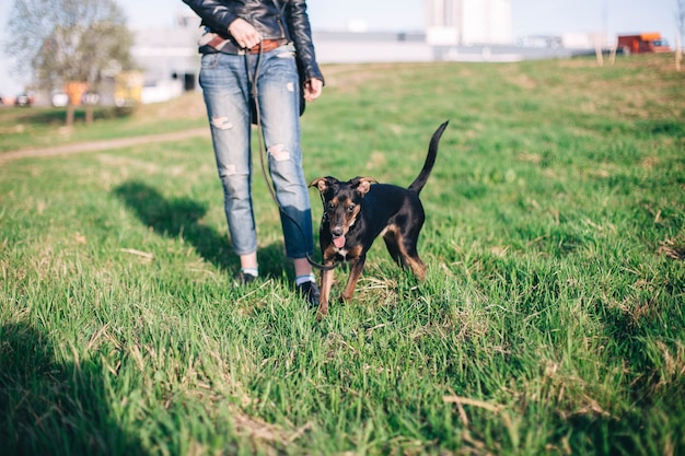 addestramento di un giovane cane nero in natura addestramento al guinzaglio a piedi