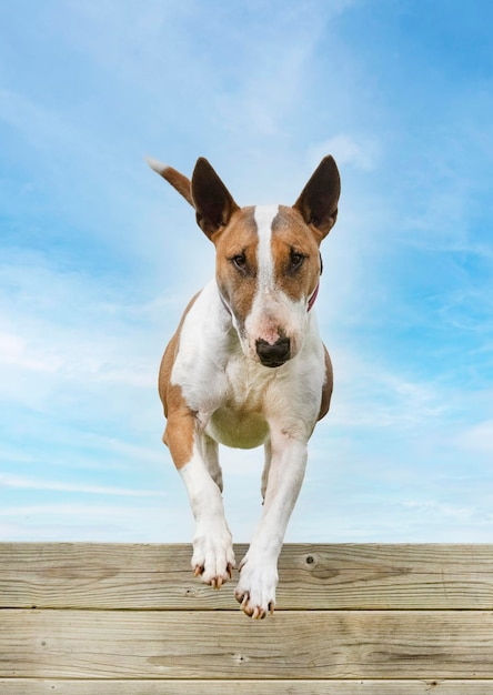 Addestramento per un bull terrier su una recinzione per la disciplina dell'obbedienza