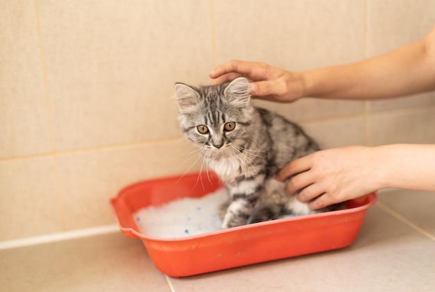 Addestrando un gattino alla toilette, il ragazzo mostra il vassoio al gatto