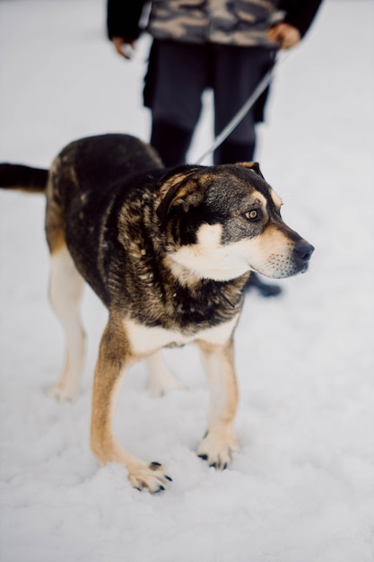 addestrare un cane a camminare al guinzaglio in inverno