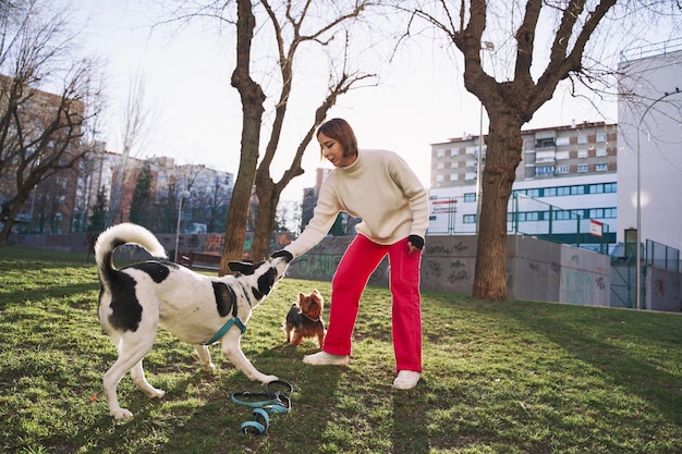 Addestratore di cani che addestra i cani sul campo cane con una ricompensa Donna che addestra il suo cane nel parco