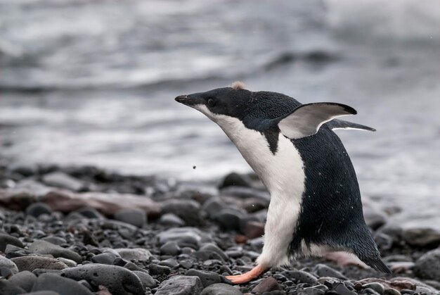 Adelie Penguin giovanile sul ghiaccio Paulet Island Antartide