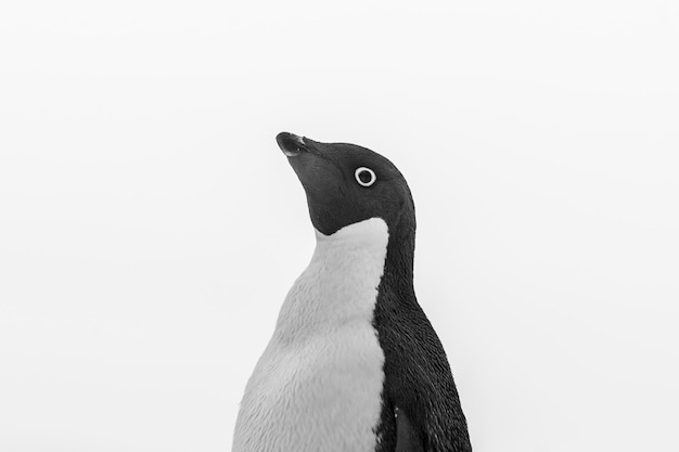 Adelie Penguin giovanile sul ghiaccio Paulet Island Antartide