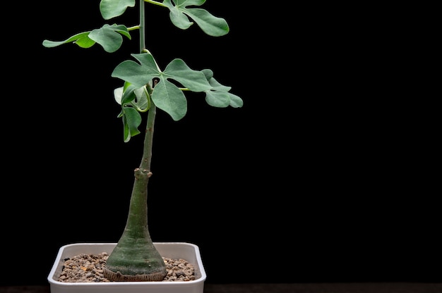 Adenia glauca sfondo della pianta.