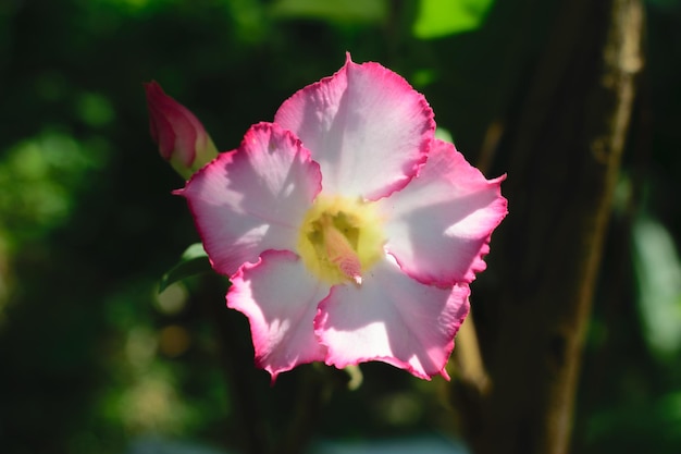 Adenium, o Desert Rose, è un bellissimo fiore rosa.