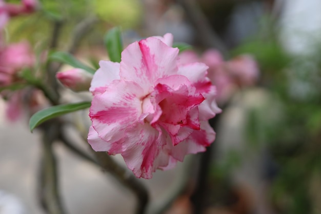 Adenium Obesum Fiore affascinante