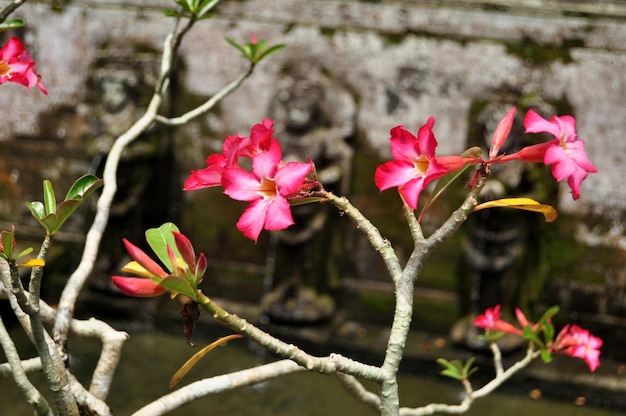 Adenium obesum fiori albero o flora Apocynaceae decorazione vegetale giardinaggio del tempio di Goa Gajah o grotta dell'elefante significativo sito archeologico indù nella città di Ubud a Bali Indonesia