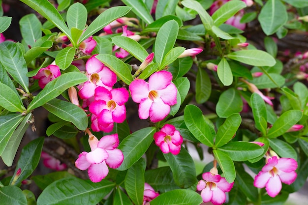 Adenium obesum fiori Foglie verdi