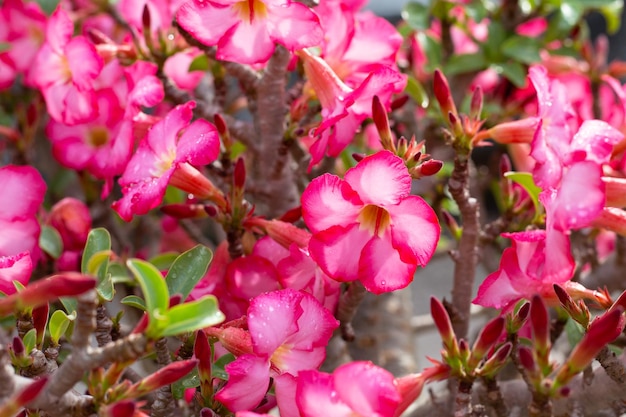 Adenium obesum fiori Foglie verdi