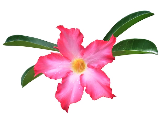 Adenium obesum o rosa del deserto, è rosa con foglie verdi isolate su bianco.