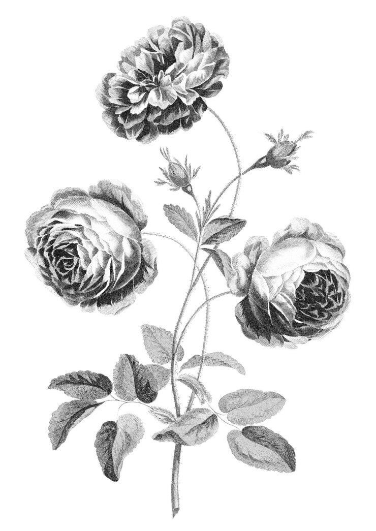 Foto adesivo a fiore rosa png disegno in bianco e nero su sfondo trasparente
