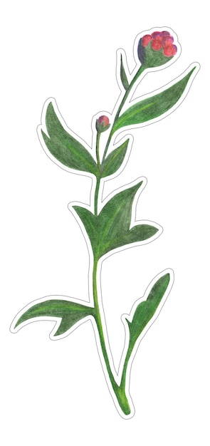 Adesivo crisantemo rosso isolato su sfondo bianco Elemento fiore crisantemo disegnato da matita colorata