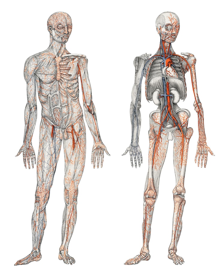 Foto adesivo png del corpo umano illustrazione disegnata a mano sfondo trasparente