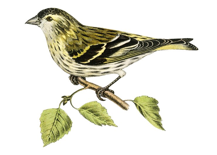 Foto adesivo png eurasiatico siskin uccello disegnato a mano