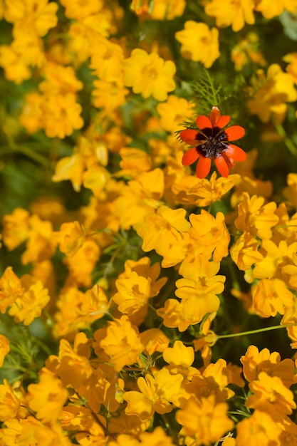 Adonis annua, comunemente chiamata goccia di sangue o occhio di pernice, è una pianta erbacea annuale