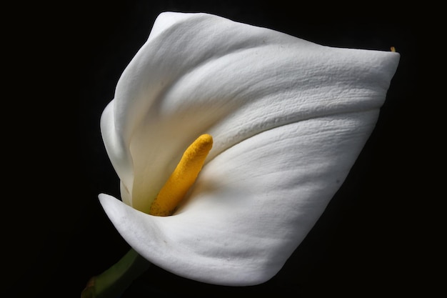 Adorabile bel fiore di giglio di Calla sul nero