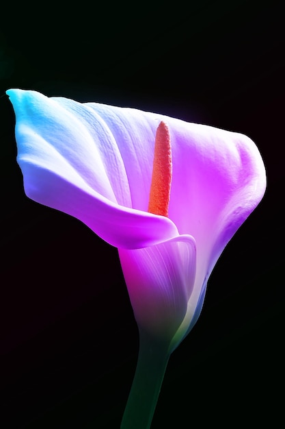 Adorabile bel fiore di giglio di Calla sul nero