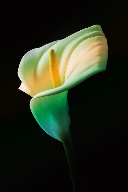 Adorabile bel fiore di giglio di Calla sul nero