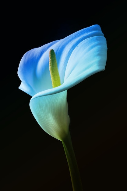 Adorabile bel fiore di giglio di Calla sul nero