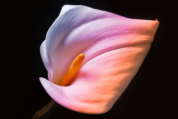 Adorabile bellissimo fiore di giglio di Calla colorato sul nero