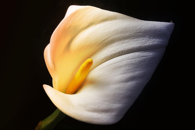 Adorabile bellissimo fiore di giglio di Calla colorato sul nero