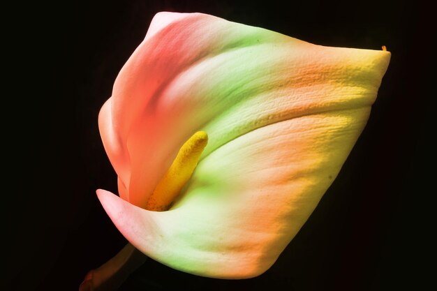 Adorabile bellissimo fiore di giglio di Calla colorato sul nero